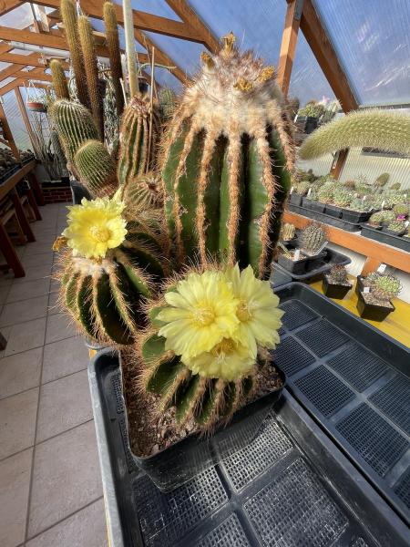 Notocactus warasi hellbraun